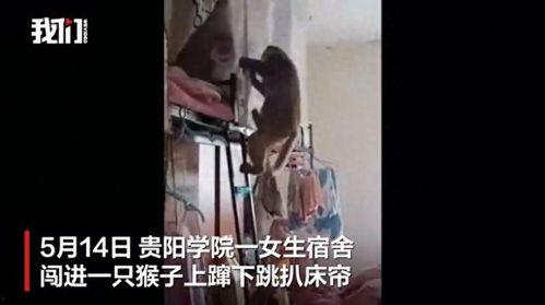 国产女生宿舍灵异片视频,国产女生宿舍惊悚揭秘