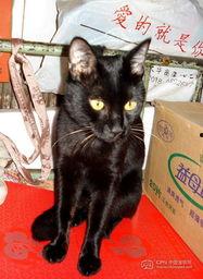 老外看国产小黑猫咪视频,国产小黑猫萌态视频引关注