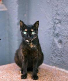 老外看国产小黑猫咪视频,国产小黑猫萌态视频引关注