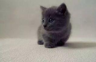 老外看国产小黑猫咪视频,国产小黑猫萌态视频引关注